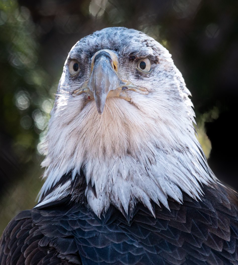 Anne Sorochen LCCTheme #2 Zoo Pictures 20210426 None Blinking Competition Champion