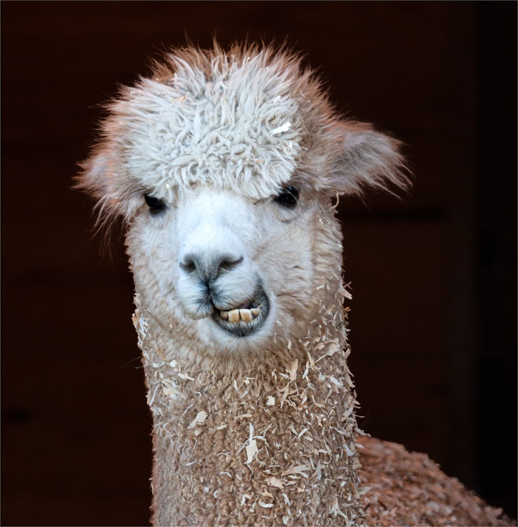 Anne Sorochen LCCTheme #2 Zoo Pictures 20210426 None Know A Good Dentist