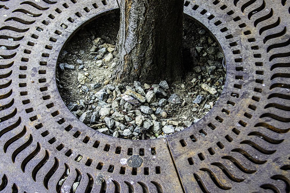 Bonnie Garely LCCTheme #1  Patterns & Textures 20210222 None Tree In A Circle