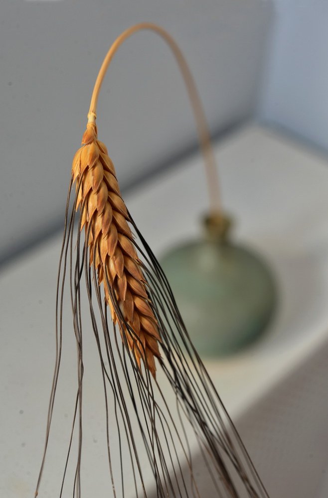 Dennis Donahue LCCTheme #1  Patterns & Textures 20210222 None Nd Of Wheat LCC Size