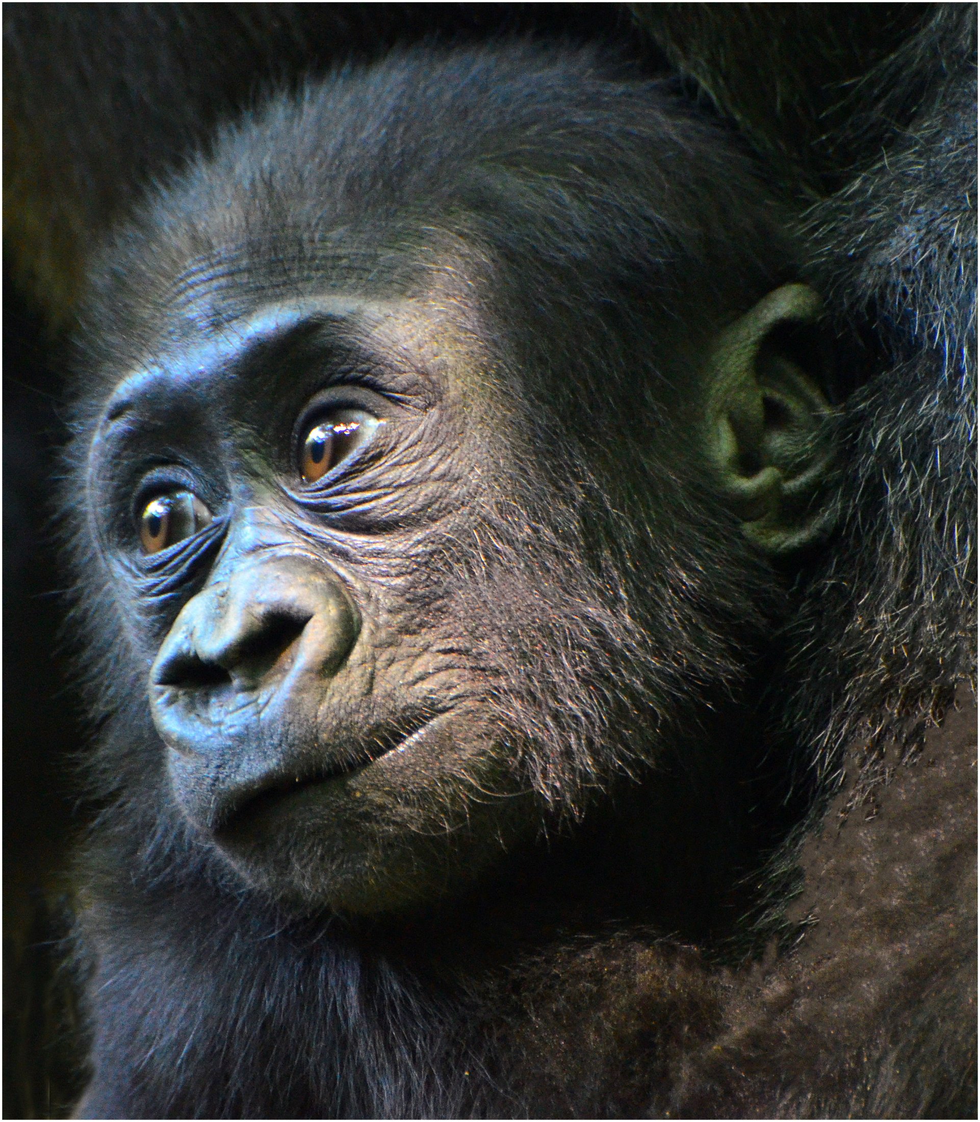 Jerry Davis LCCTheme #2 Zoo Pictures 20210426 None Wheres My Mommy!