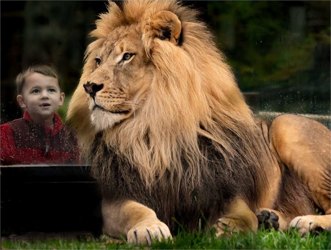 Natalie Gregorio LCCTheme #2 Zoo Pictures 20210426 None Admiring The King