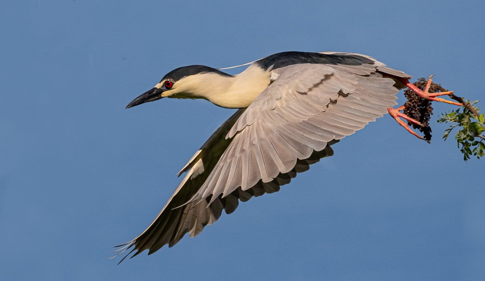 Natalie Gregorio Natalie Gregorio3 Black Crowned Night Heron Take Off 20210524