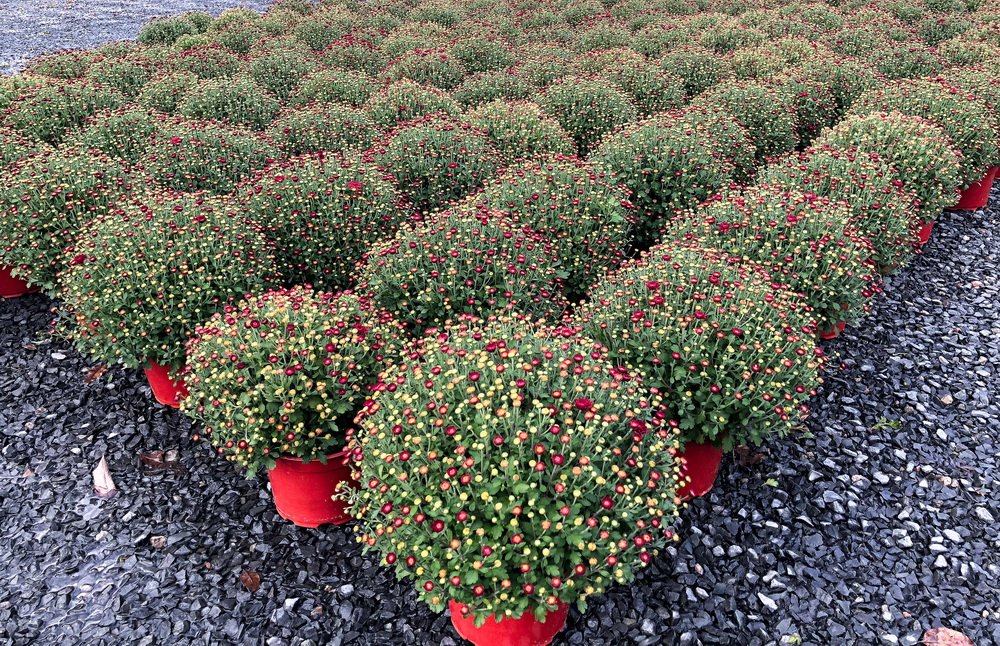 Pat Gilhooly LCCTheme #1  Patterns & Textures 20210222 None Mums The Word