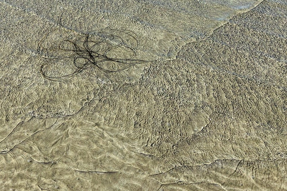 Pat Gilhooly LCCTheme #1  Patterns & Textures 20210222 None Sea Spaghetti Upon A Celtic Beach