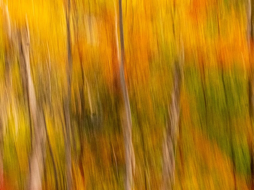 Peggy Feeley LCCTheme #1  Patterns & Textures 20210222 None Fall Colors