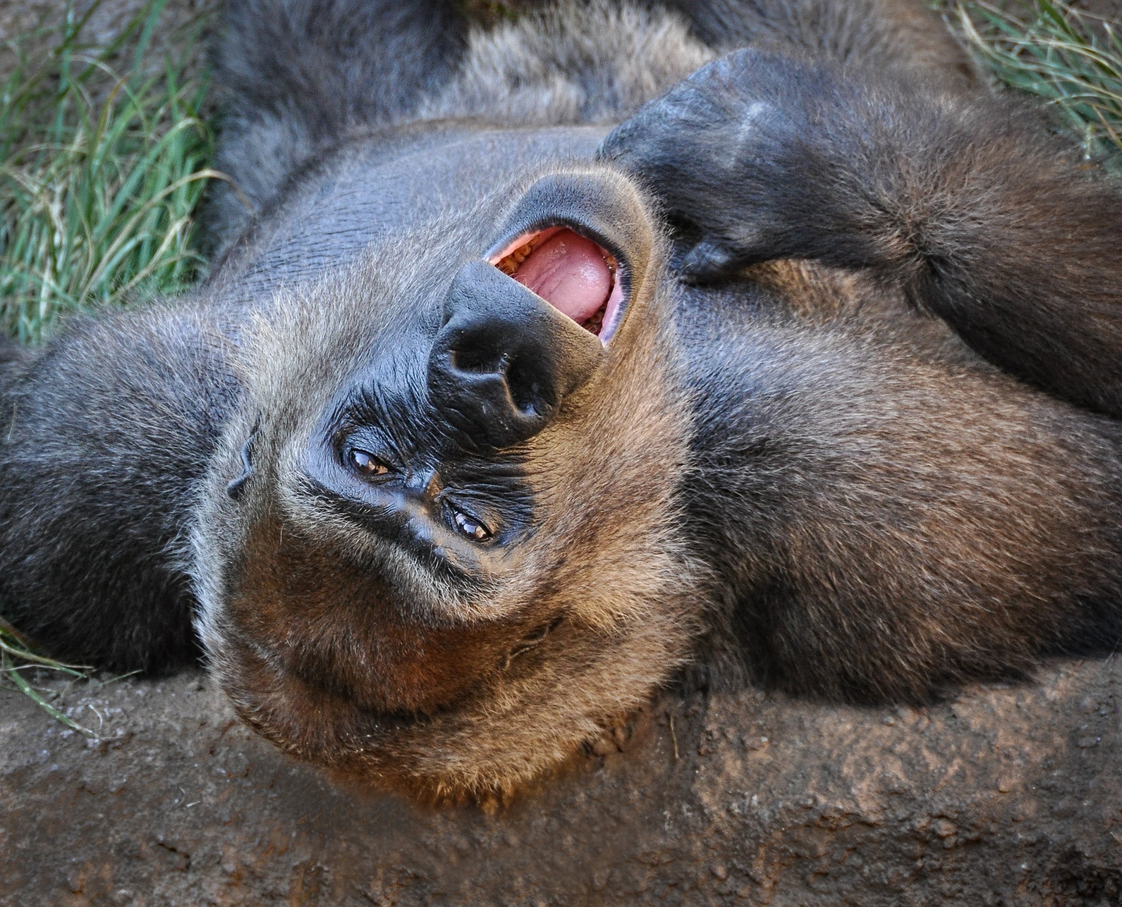 Rick Berger LCCTheme #2 Zoo Pictures 20210426 None Gorilla My Dreams