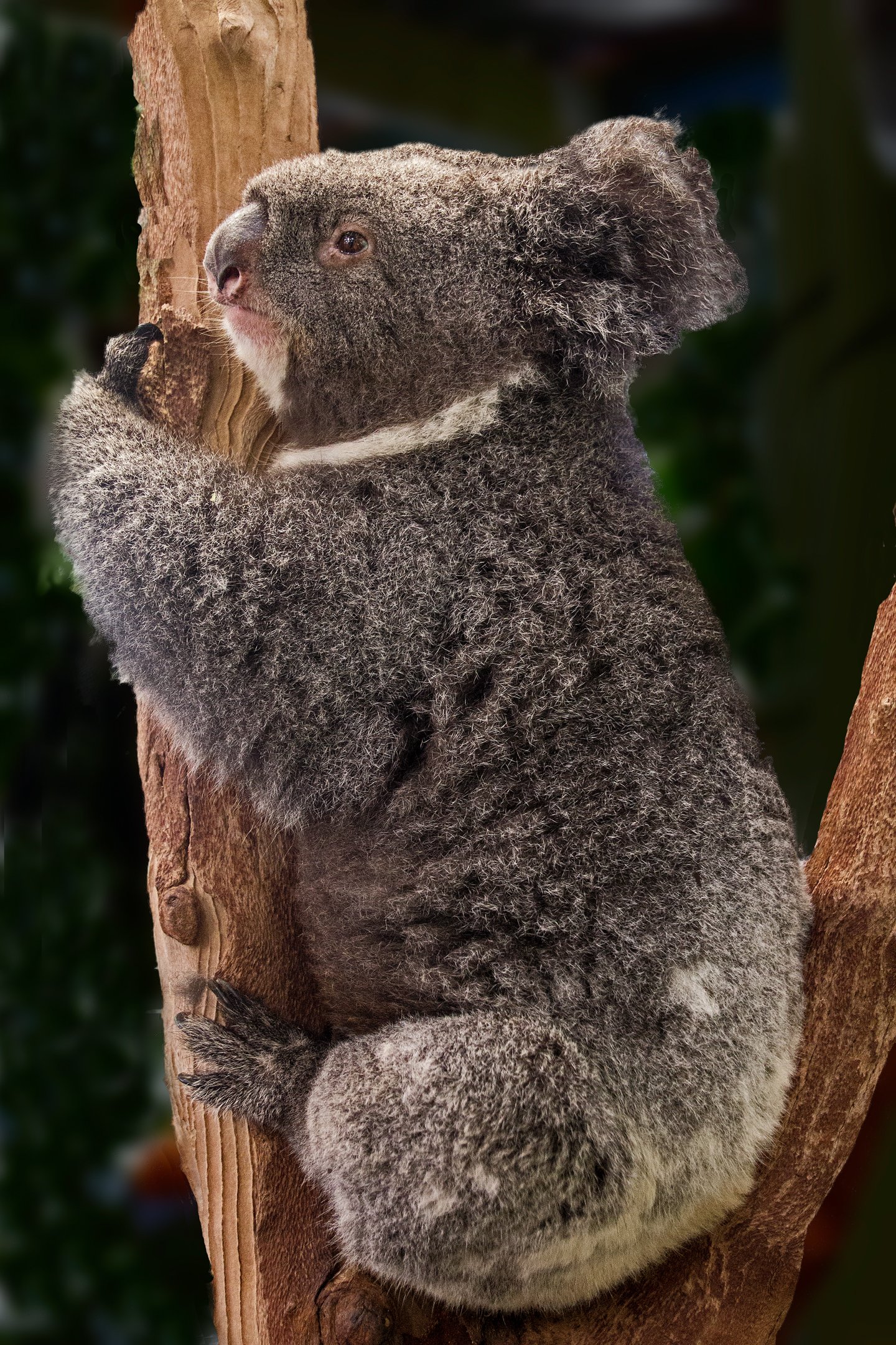 Robert Sochor LCCTheme #2 Zoo Pictures 20210426 None KOALA AT SIDNEY ZOO