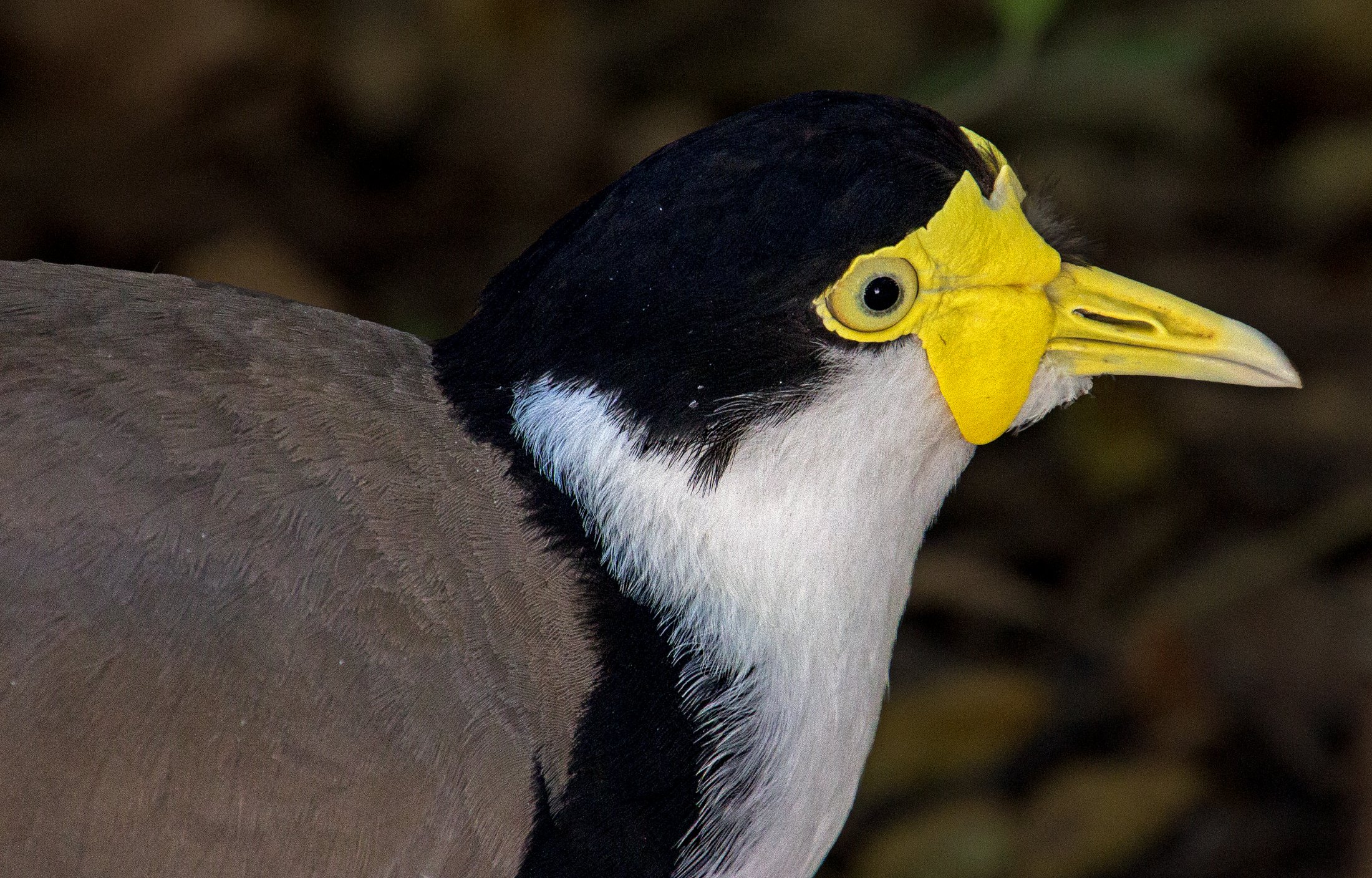 Robert Sochor LCCTheme #2 Zoo Pictures 20210426 None UNKNOWN SPECIES 2