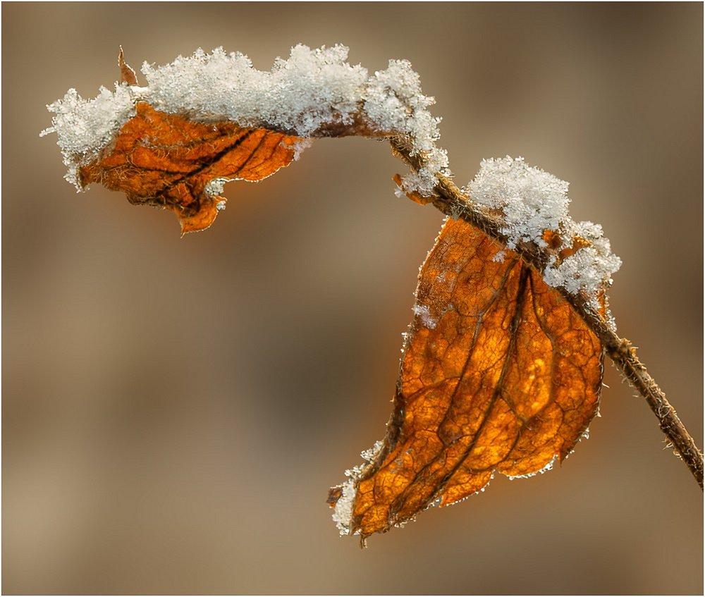 Stanley Kron LCCTheme #1  Patterns & Textures 20210222 None Early Morning Snow