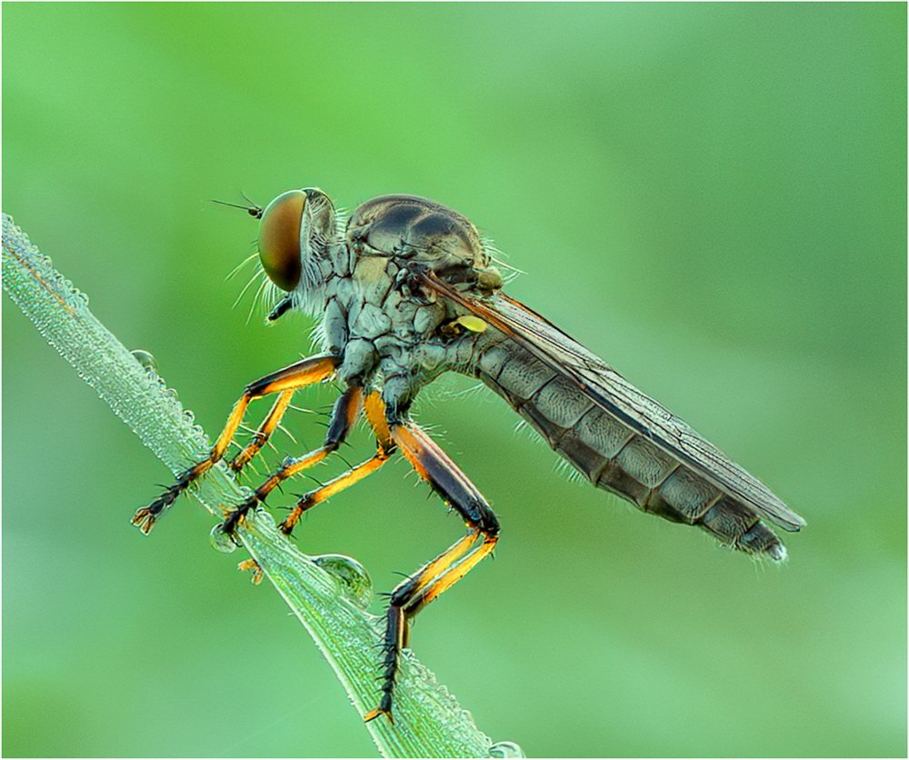 Stanley Kron Stanley Kron3 Robber Fly Warming Up And Drying Off 20210524