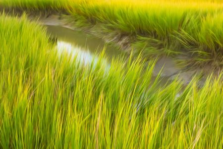 Carla Francis LCCTheme #1  Patterns & Textures 20210222 None Painterly Marsh Grasses