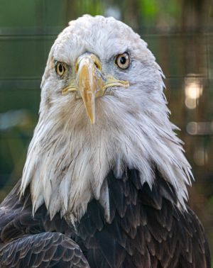 Duffee Ricks LCCTheme #2 Zoo Pictures 20210426 None Eagle