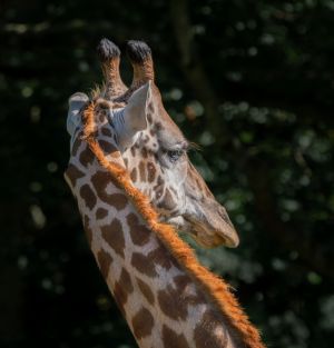 Duffee Ricks LCCTheme #2 Zoo Pictures 20210426 None Giraffe