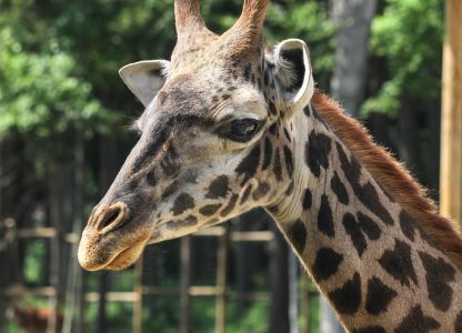 Kim Casper LCCTheme #2 Zoo Pictures 20210426 None I Spot A Giraffe