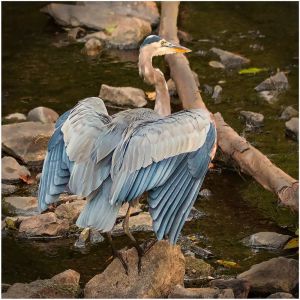 Laura Young Blue Heron Wings