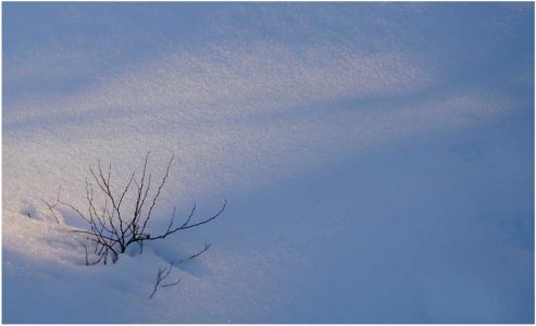 Laura Young Bush & Long Winter Shadows In Snow EQUAL MERIT