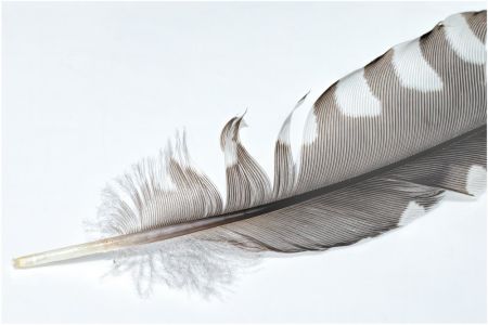 Mary Fettes LCCTheme #1  Patterns & Textures 20210222 None Feather