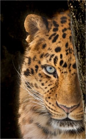 Natalie Gregorio LCCTheme #2 Zoo Pictures 20210426 None Amure Leopard PeekaBoo