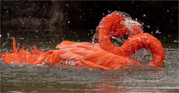 Natalie Gregorio LCCTheme #2 Zoo Pictures 20210426 None Flamingo Bath Time