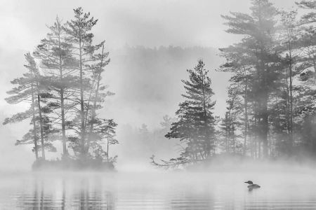 Natalie Gregorio Loon In The Early Morning Fog