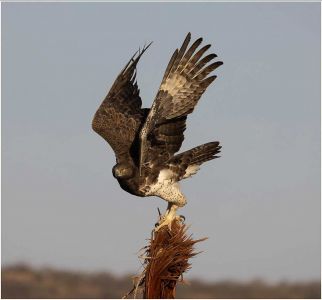 Richard Koch Fish Eagle