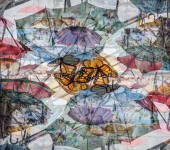 Rick Berger LCCTheme #1  Patterns & Textures 20210222 None Umbrellaflies