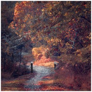 Robin Stevens The Autumn Trail