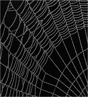 Stanley Kron LCCTheme #1  Patterns & Textures 20210222 None Dew Laden Spider Web