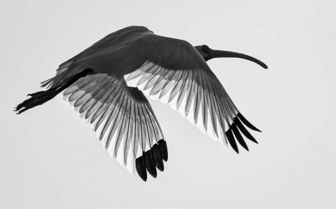 Stanley Kron Silhouette Of White Ibis In Flight EQUAL MERIT
