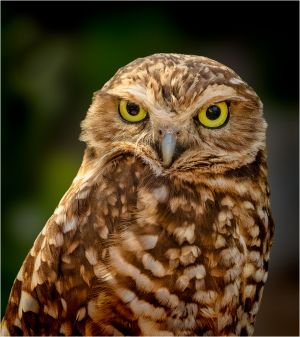 Steven Fischkoff LCCTheme #2 Zoo Pictures 20210426 None Owl