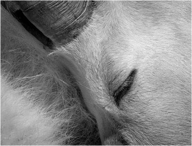 Steven Fischkoff Sleeping Goat EQUAL MERIT