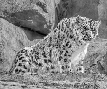 Steven Fischkoff Snow Leopard EQUAL MERIT